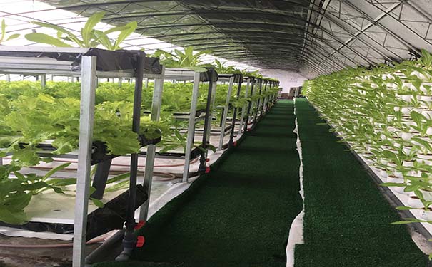 陽(yáng)光板蔬菜大棚